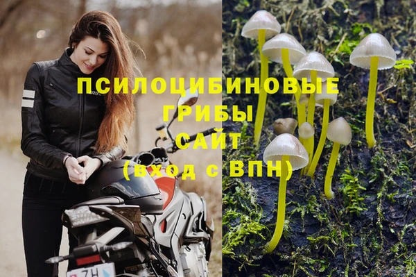 стафф Арсеньев